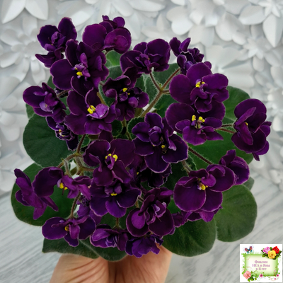 Mac's Piqued Pixie (G. McDonald) 2011 г. (лист посажен 25.01.26)