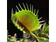 Dionaea muscipula Cupped trap