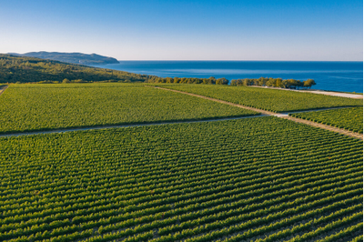 Шато де Талю - Замок виноделия в Геленджике