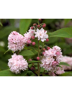 Дейция гибридная Pink-Pom-Pom