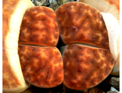 Lithops karasmontana (Литопс карасский)