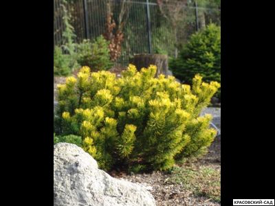 Сосна горная Карстенс Винтерголд - Carsten`s Wintergold