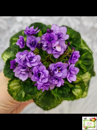 Little Caboose (H. Pittman) (гёрл-лист с кроновой пестролистностью)