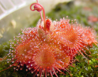 Drosera "Sessilifolia"