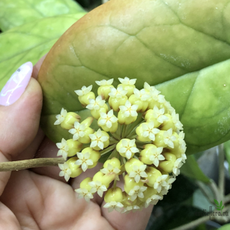 Hoya cv. Viola