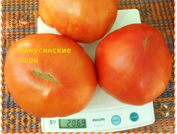 Томат Минусинские шары (усл)