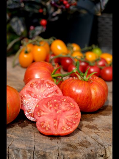 Томат Брендивайн Полосатый (Brendywine Striped), 10 шт