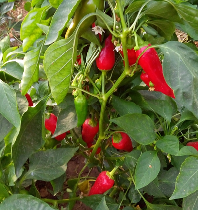 Перец острый Халапеньо ранний (Jalapeno Early)