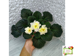 МК-Белый Янтарь (М. Карпова) 2023 г.