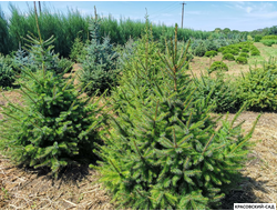 Ель Сербская - Picea Omorika