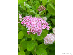 Спирея березолистная Пинк Спарклер в питомнике красовский-сад.рф