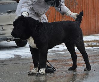 Кобель №5. ГУРТ (Черный с белым) ПРОДАН