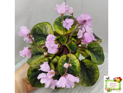 Dn-Рожева Конвалiя Gold (Д. Денисенко)