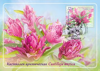 КМ. Россия. Кастиллея арктическая