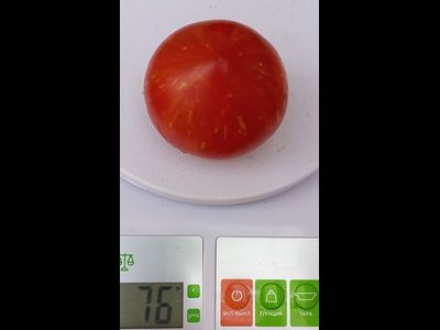 Томат гном Гендольф, (Gandolf, Гандальф), США