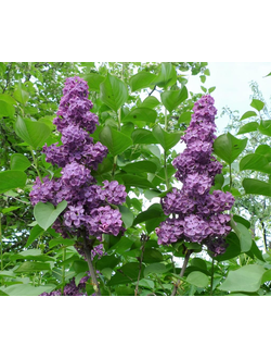 Сирень сиреневая  "Анна Шиач" С5,40-60