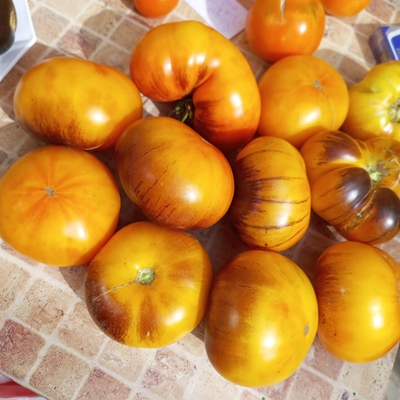 Томат Чупа-чупс (Chupa-Chups)