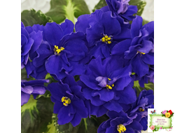 Р-Голубика (В. Зуб) 2023 г.