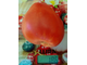 Томат Венгерский овал (Hungarian Oval)