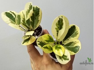 Фикус Джулия / Моклэйм вариегатный / ficus Giulia