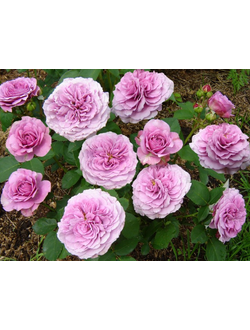 Лавендер Айс (Lavender Ice)