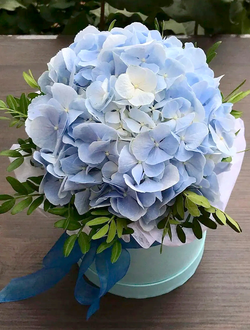 Гортензия в шляпной коробке (цвет на выбор)