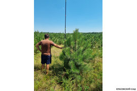 Сосна крымская Черная (Pinus nigra) – фото измерения сосны - красовский-сад.рф