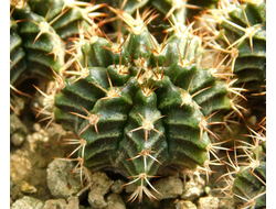 Gymnocalycium friedrichii (D=15mm)