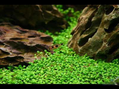 Глоссостигма в аквариуме