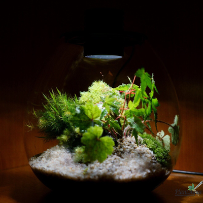 Биобутылка Biolark LED PD 170 (175мм х 195мм)