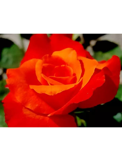 роза чайно-гибридная "наранга"