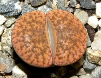 Lithops bromfieldii v.glaudinae  - 10 семян