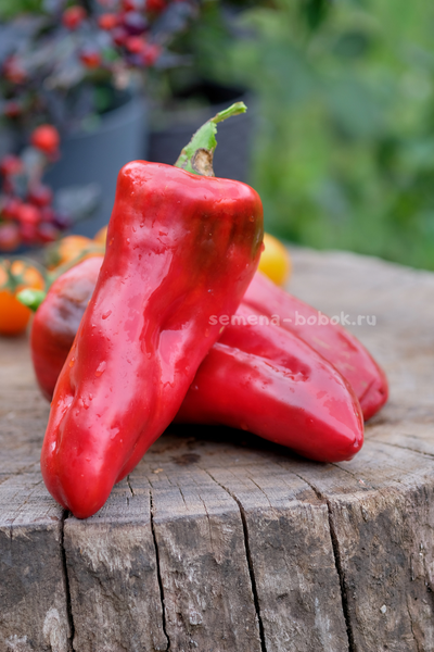 Перец сладкий Гена, 10 шт