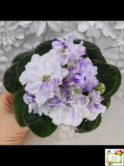 АВ-В Краю Единорогов (Фиалковод) 2020 г.