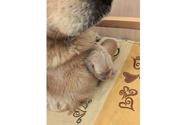 Малыши родились!