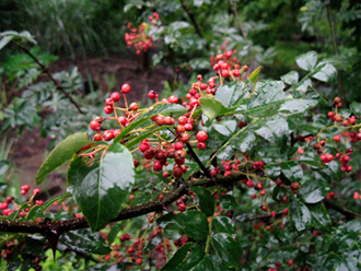 Перец сычуаньский/непальский (Zanthoxylum armatum) 5 мл - 100% натуральное эфирное масло