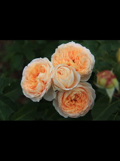 Дени Хан (Dany Hahn)