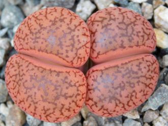 Lithops aucampiae v. koelemanii С016 (MG) - 10 семян