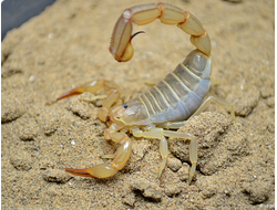 Androctonus amoreuxi