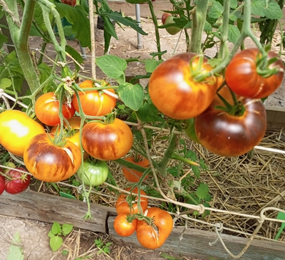 Томат Золотое яблоко