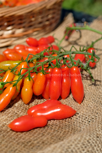 Томат Dulcita long (Сладкий Длинный), 5 шт