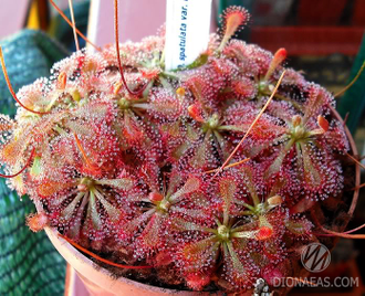 Drosera Spatulata var. Lovellae