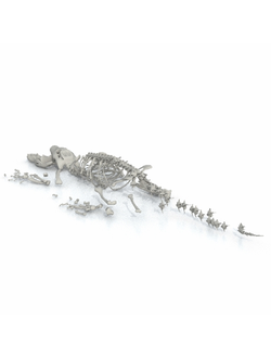 скелеты животных Скелет крокодила рассыпаный