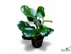 Анубиас Бартери круглолистный (Golden Coin) (пластиковый горшок)