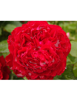 Травиата (Traviata)