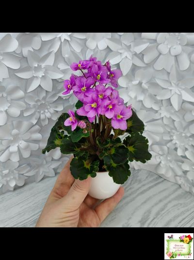 LV-Ланселот (Л. Шевелева) 2025 г. (клакамусный гёрл с кроновой пестролистностью) (стартер)