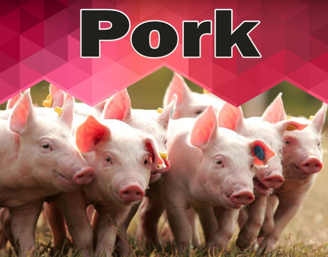 Деревенские животные. Свиньи на ферме. Сельское хозяйство свиноводство. Кудрявая свинья. Племенная ферма свинокомплекс.