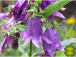 КОЛОКОЛЬЧИК "КЕНТ БЕЛЛЬ"