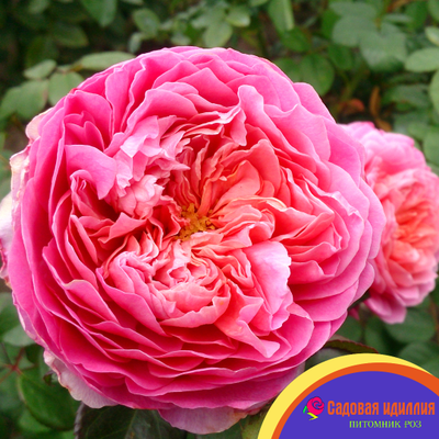 Айсфогель (Eisvogel)