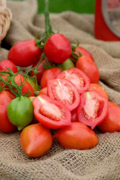 Томат Новинка Приднестровья, 10 шт